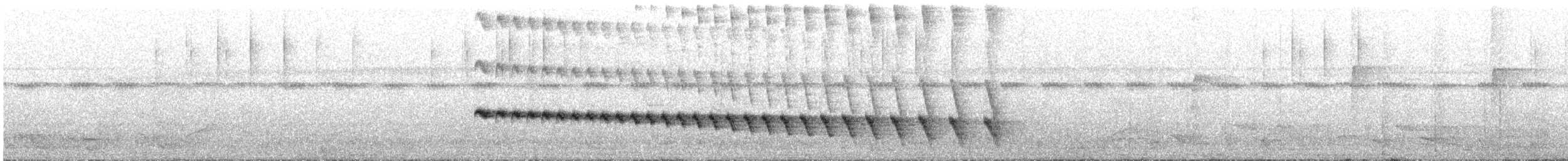 White-bellied Antbird - ML647061153