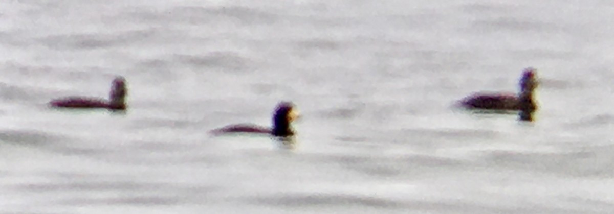 クロガモ - ML647061154