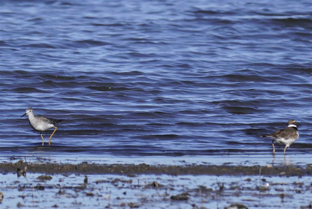 Lesser Yellowlegs - ML647061156