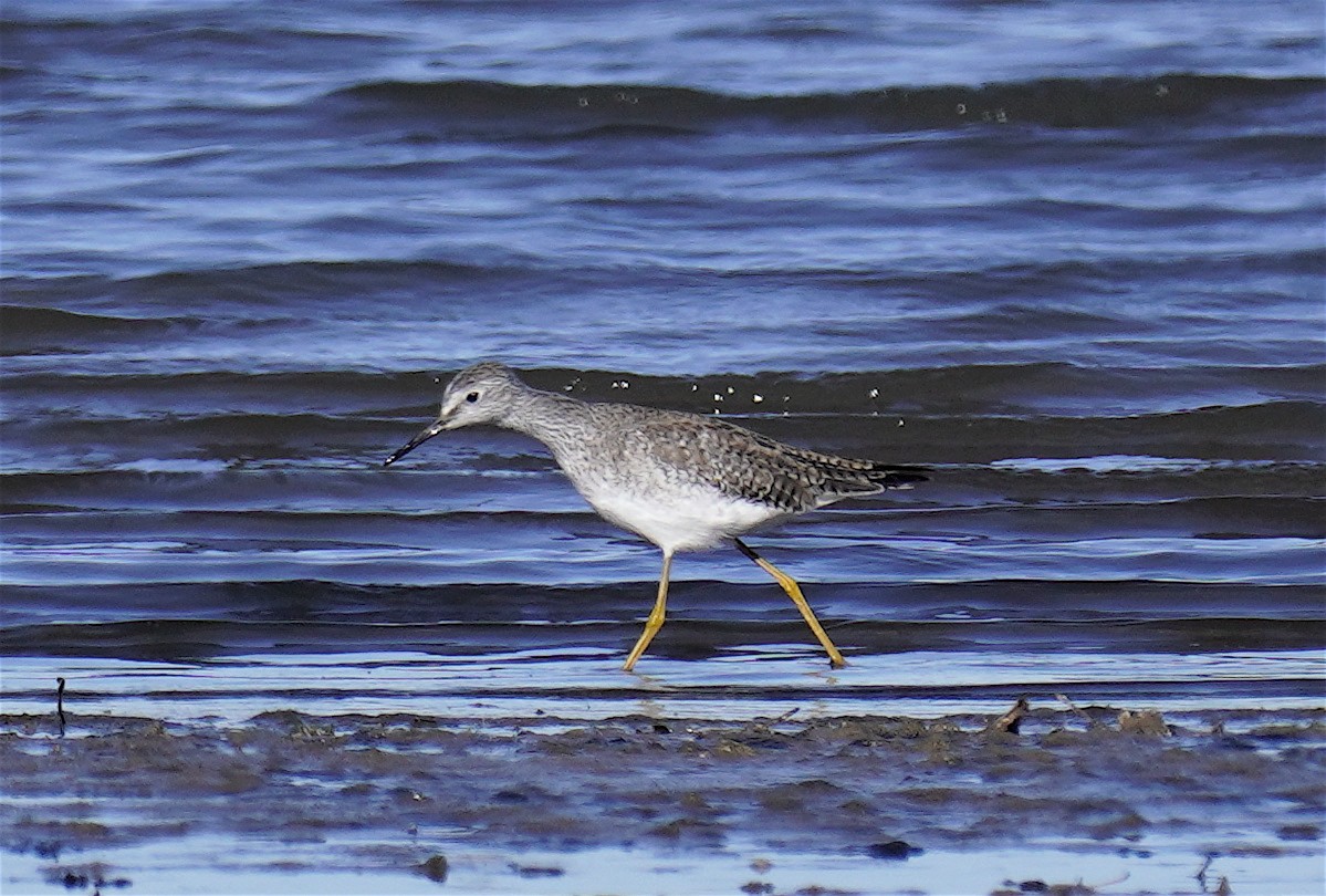 Lesser Yellowlegs - ML647061158