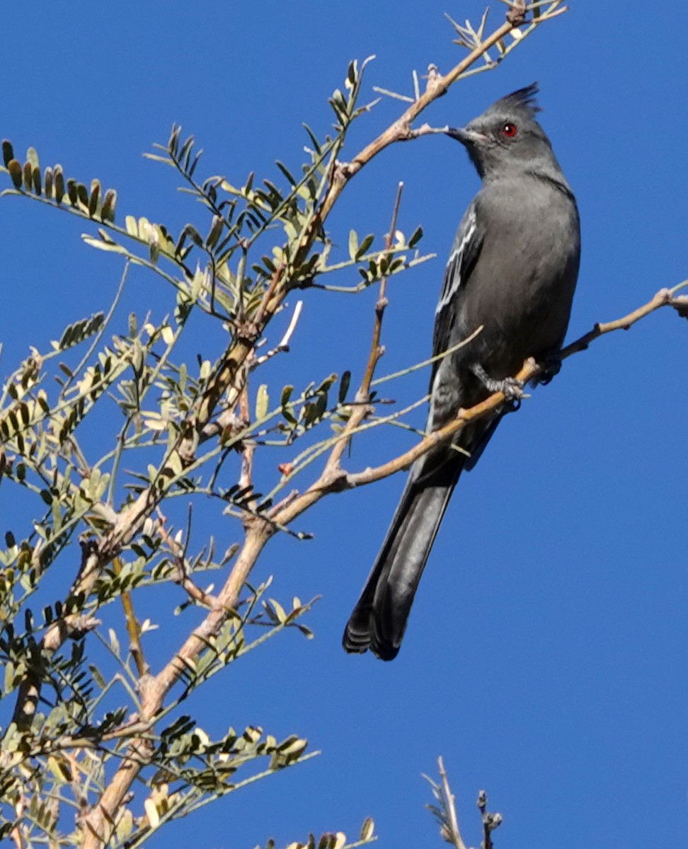 Phainopepla - ML647061159