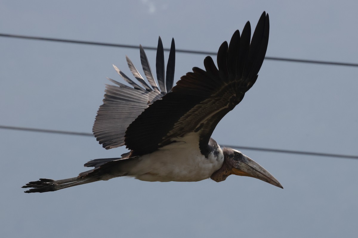 オオハゲコウ - ML647061160