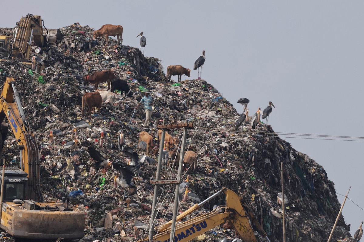 オオハゲコウ - ML647061161