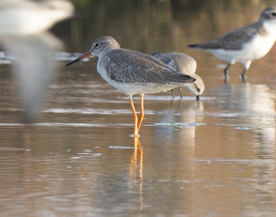Tibet Cılıbıtı - ML647061164