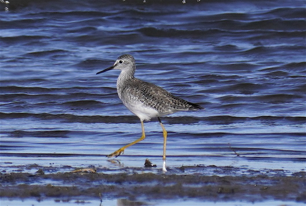 Lesser Yellowlegs - ML647061166