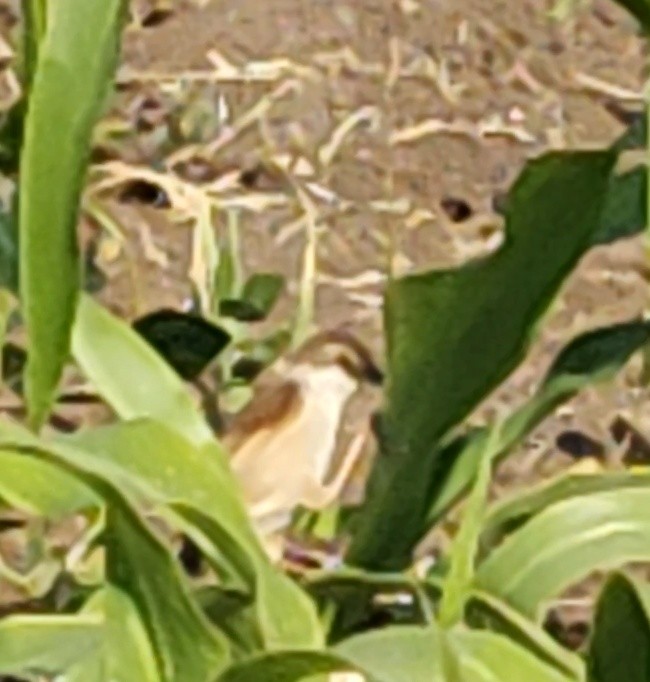 Yellow-eyed Babbler - ML647061168