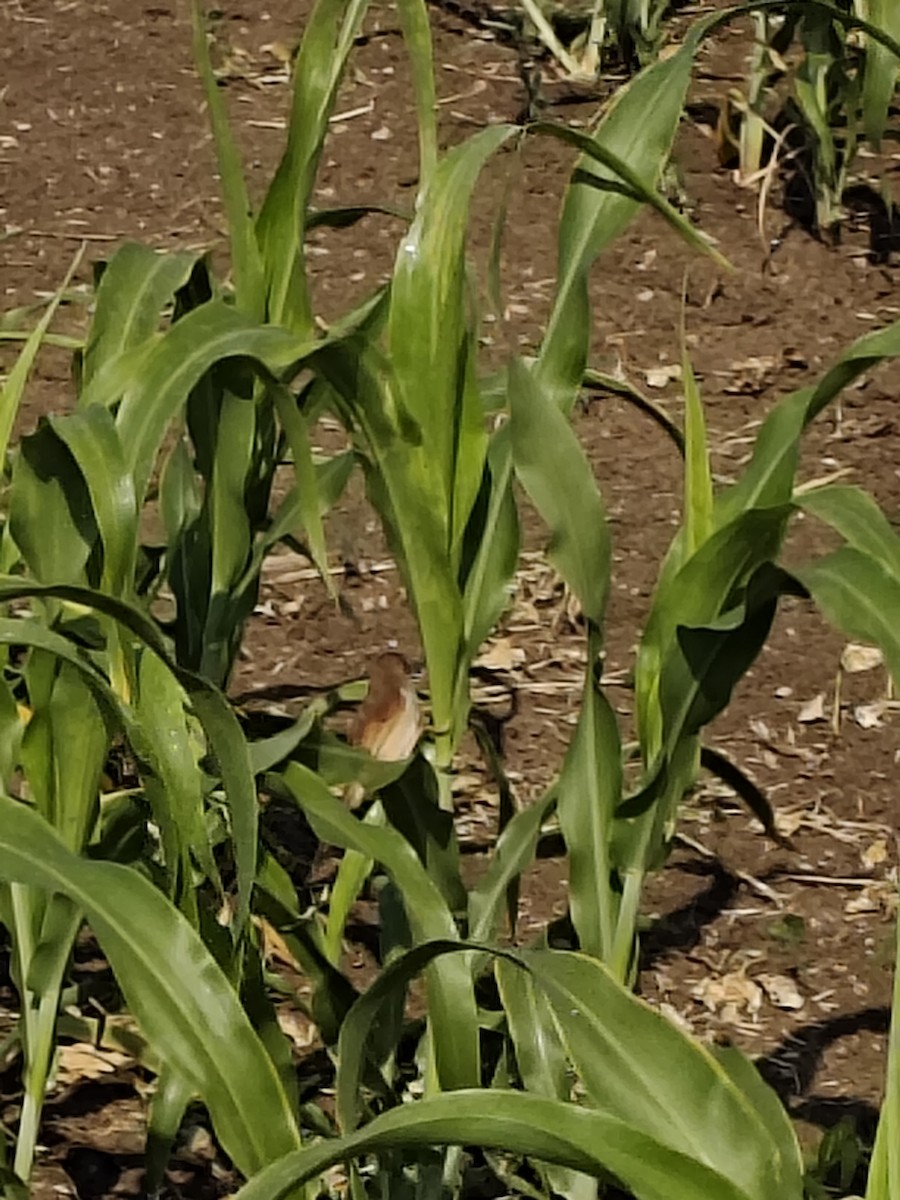 Yellow-eyed Babbler - ML647061169