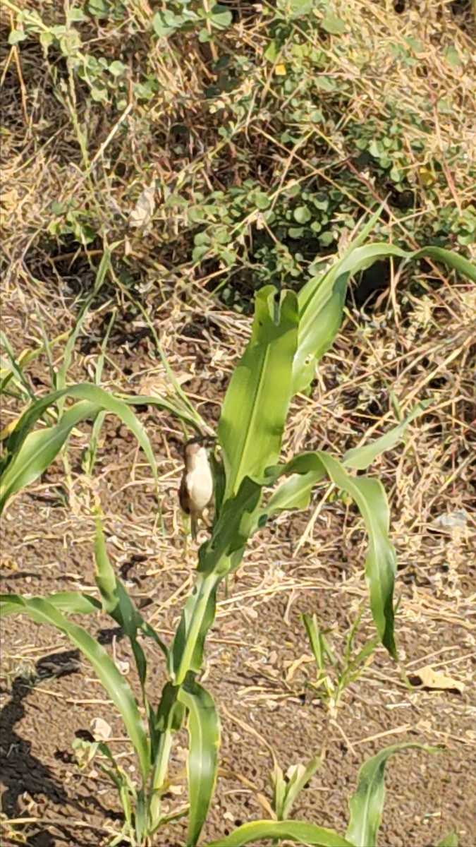 Yellow-eyed Babbler - ML647061170