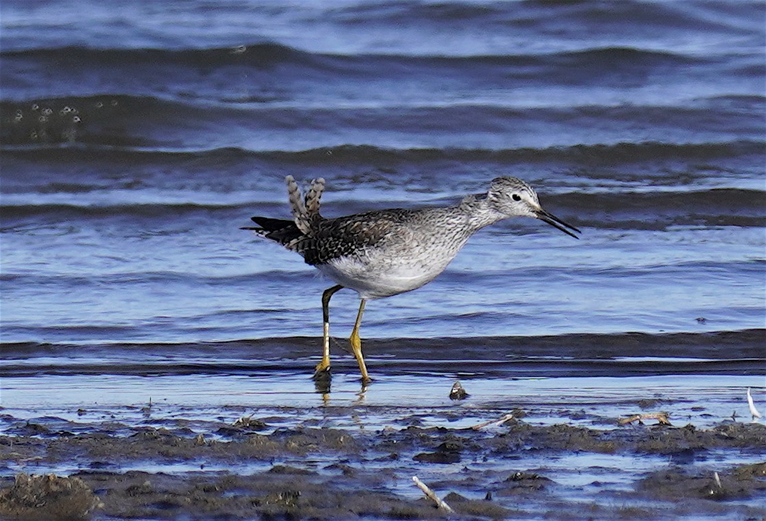 Lesser Yellowlegs - ML647061171