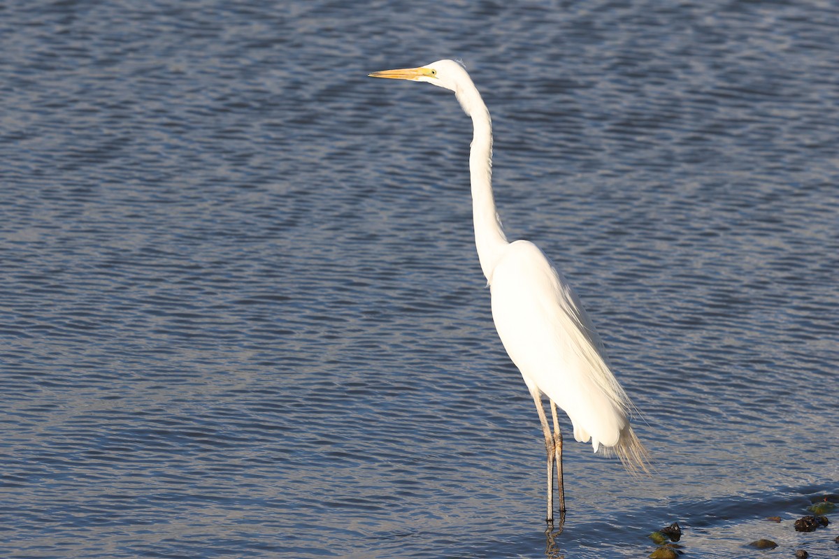 לבנית גדולה - ML647061173