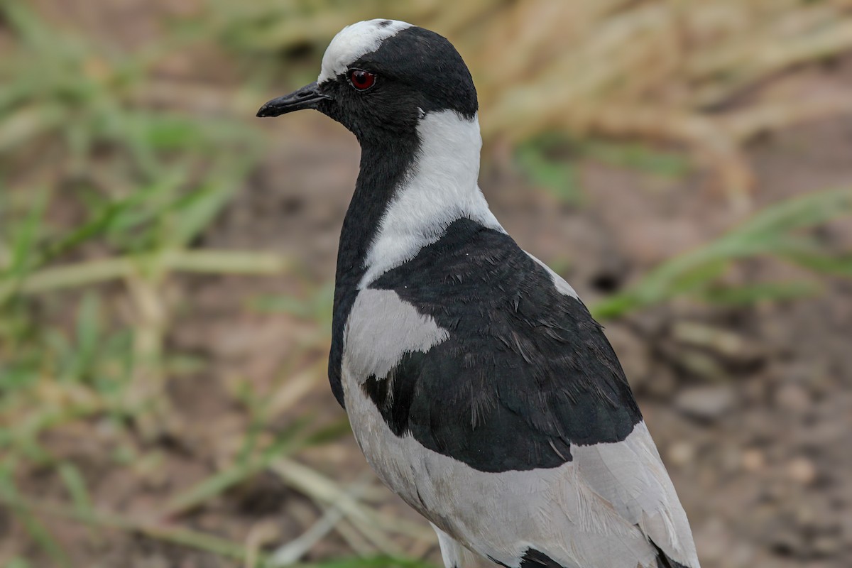 Blacksmith Lapwing - ML647061175