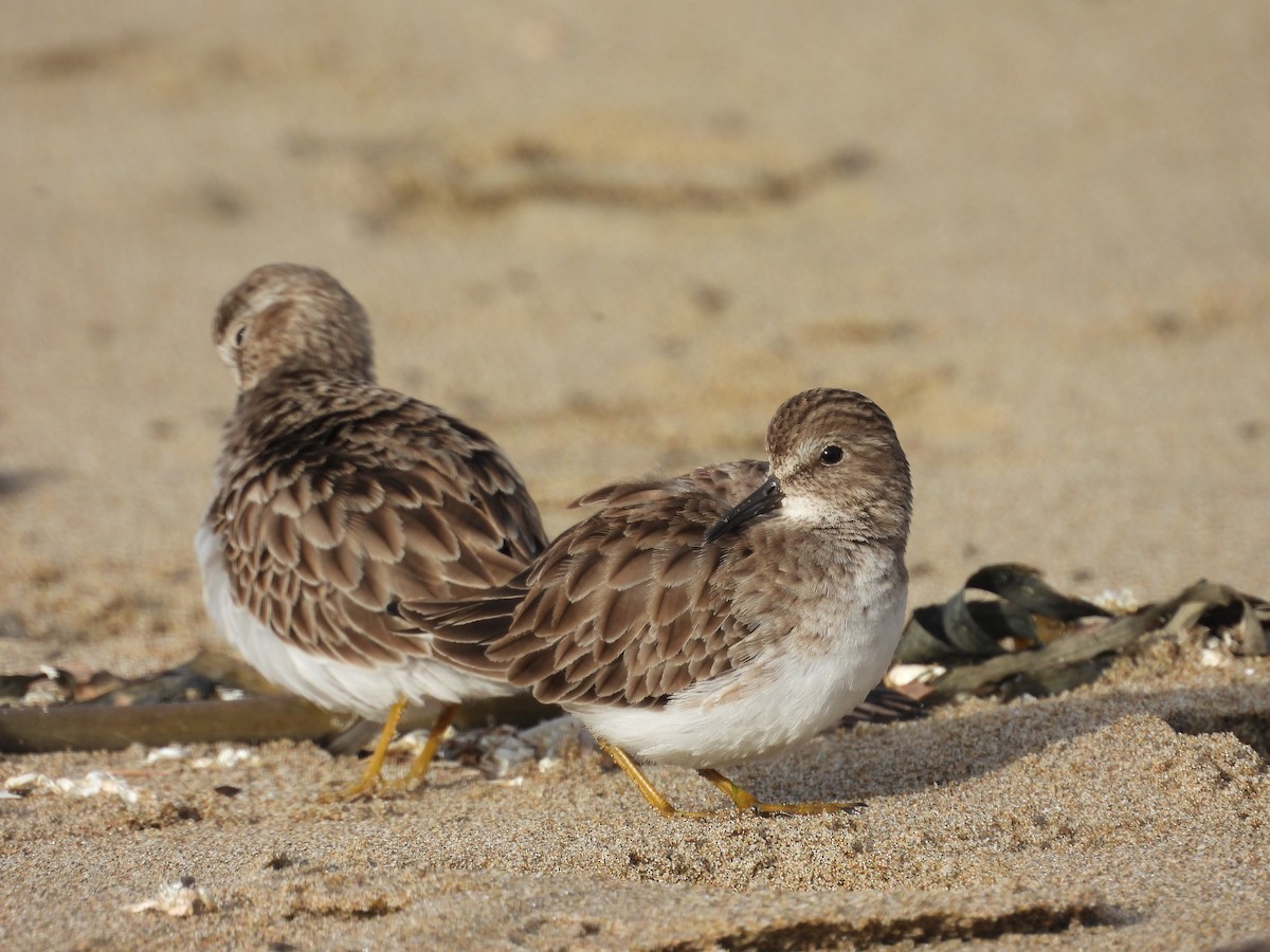 Least Sandpiper - ML647061180