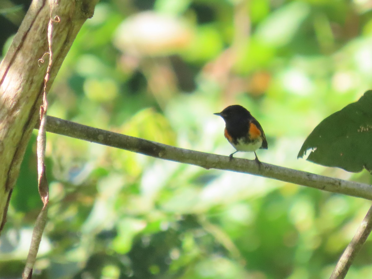 סבכון חכלילי - ML647061184