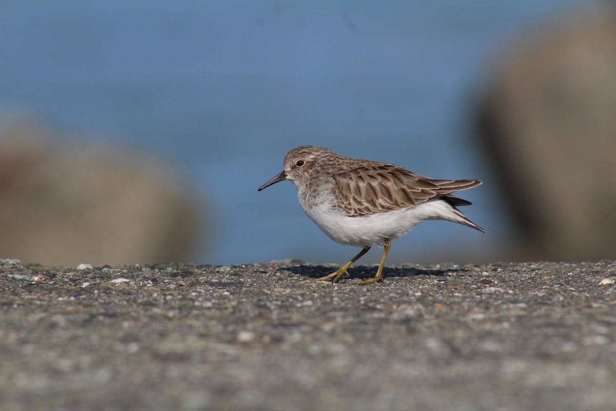 Least Sandpiper - ML647061189