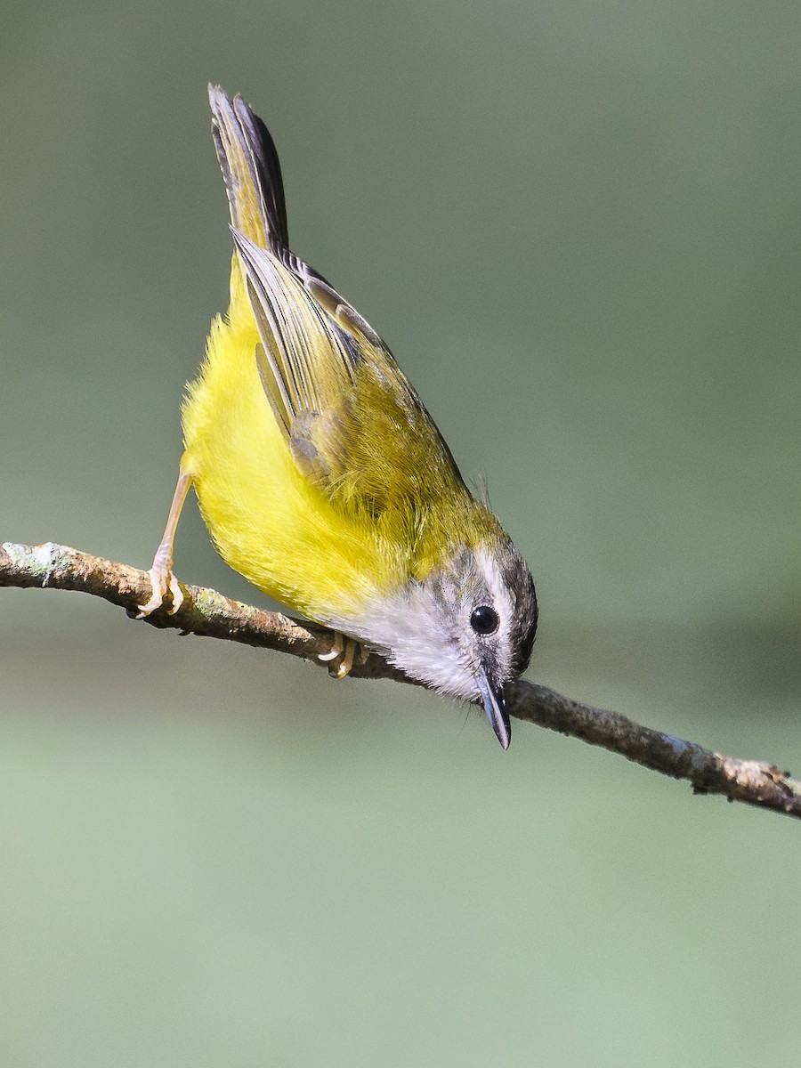 Yellow-bellied Warbler - ML647061205
