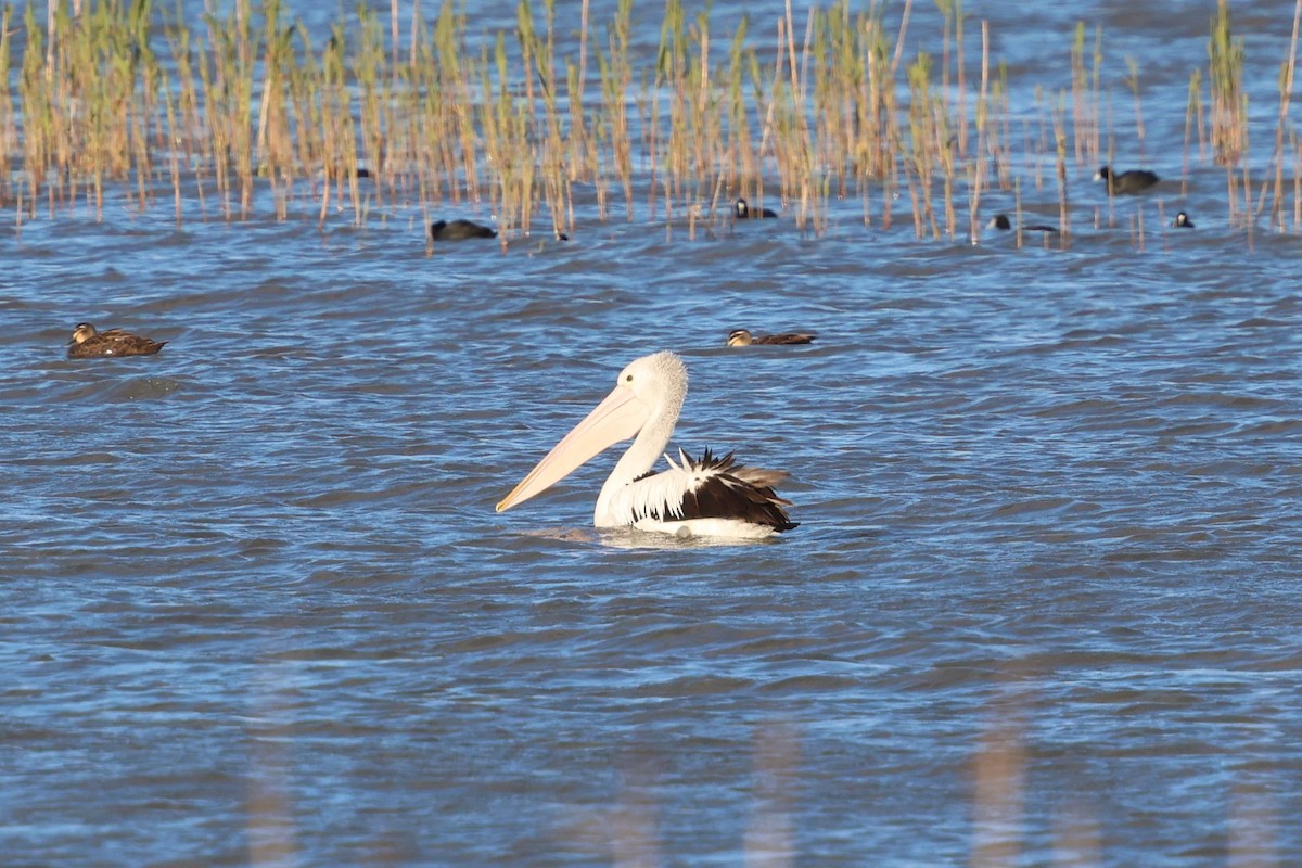 Australian Pelican - ML647061206