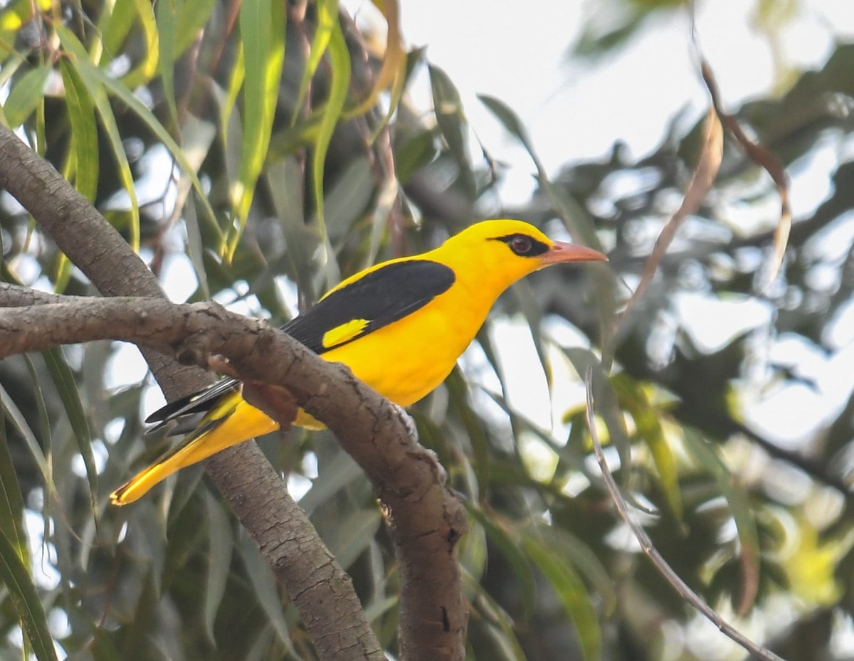 Indian Golden Oriole - ML647061207