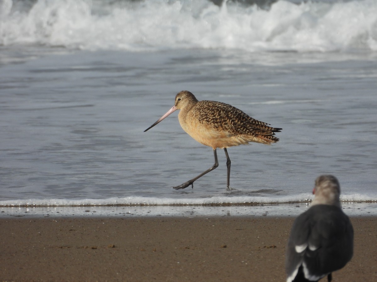 Marbled Godwit - ML647061208