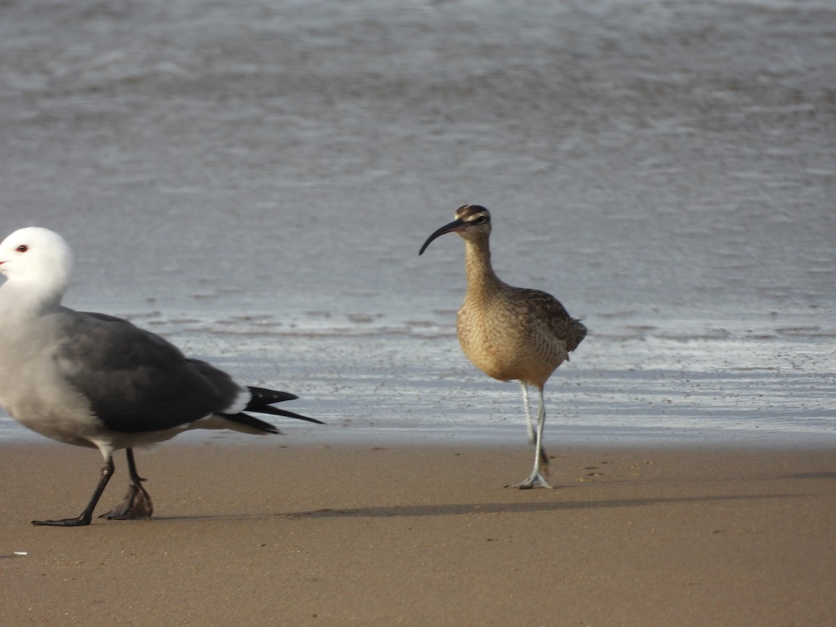 Hudsonian Whimbrel - ML647061223