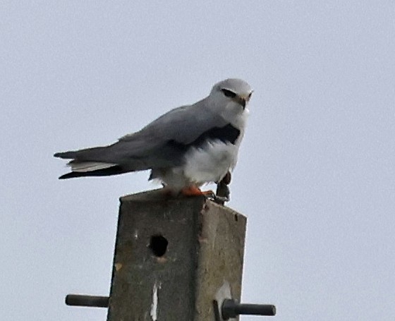 カタグロトビ - ML647061225