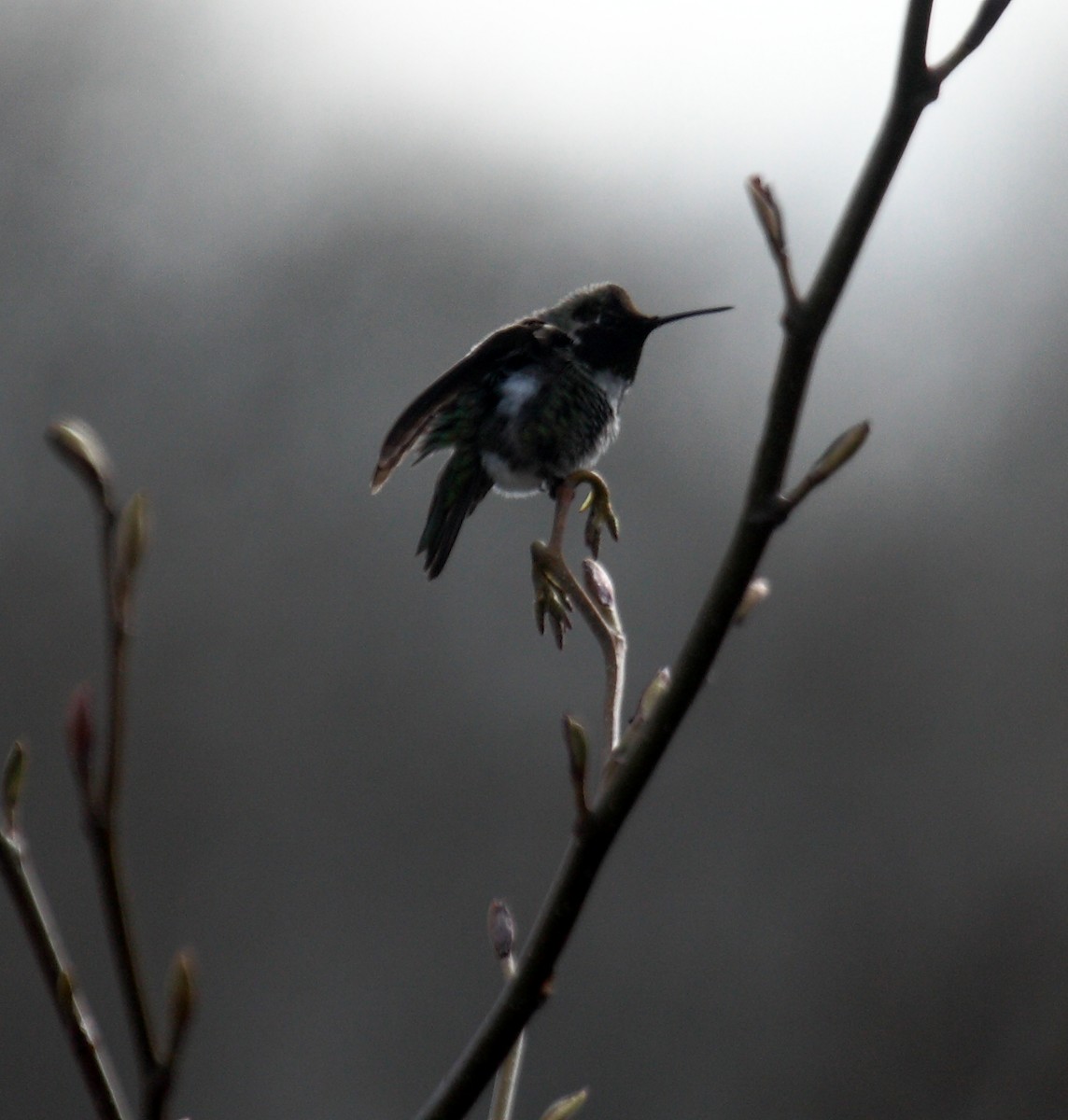 Anna's Hummingbird - ML647061228