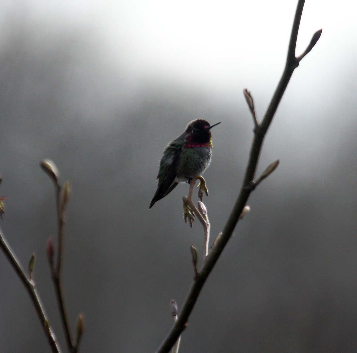 Anna's Hummingbird - ML647061229