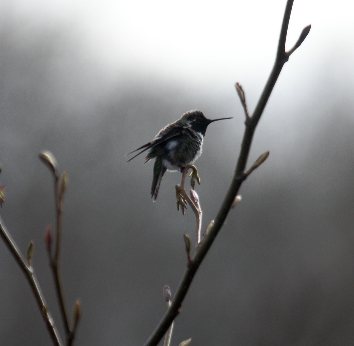 Anna's Hummingbird - ML647061230