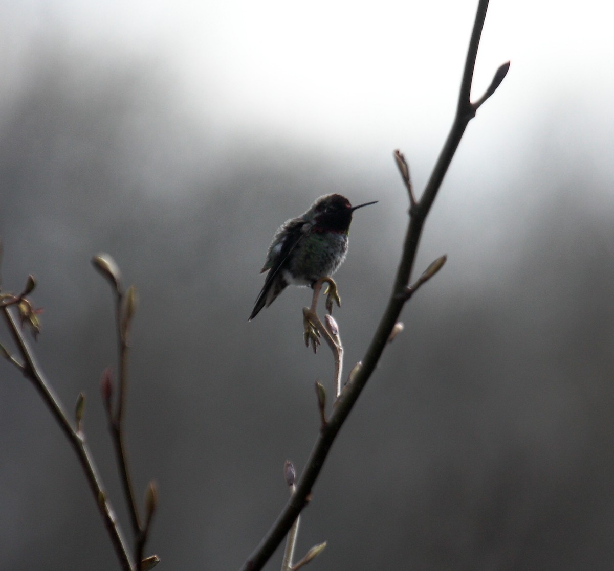 Anna's Hummingbird - ML647061231