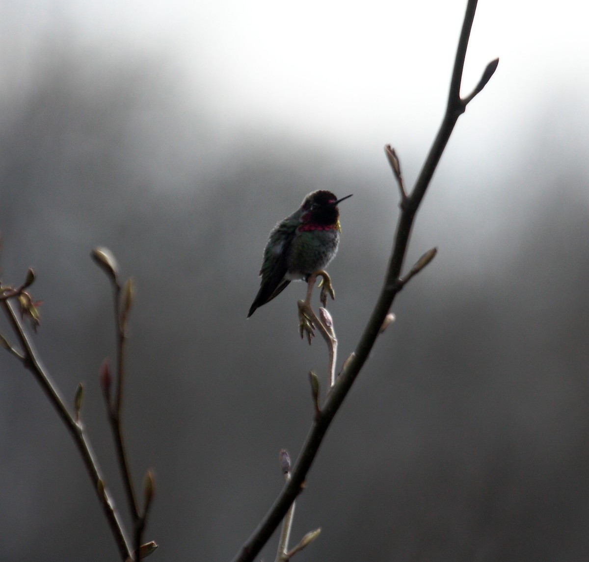 Anna's Hummingbird - ML647061233