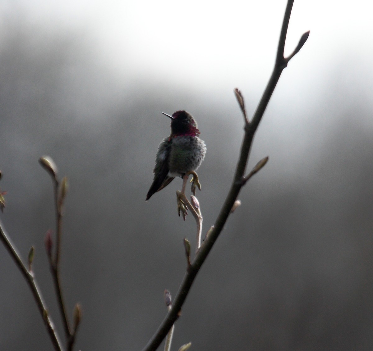 Anna's Hummingbird - ML647061234