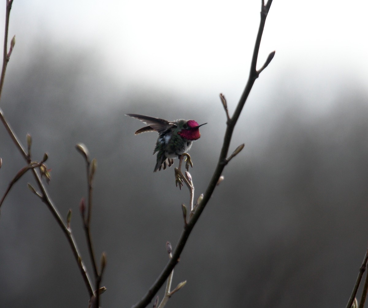 Anna's Hummingbird - ML647061235