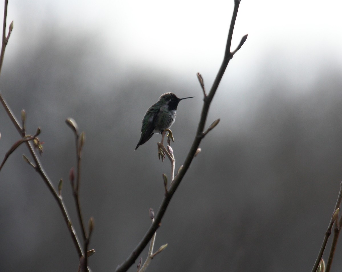 Anna's Hummingbird - ML647061236