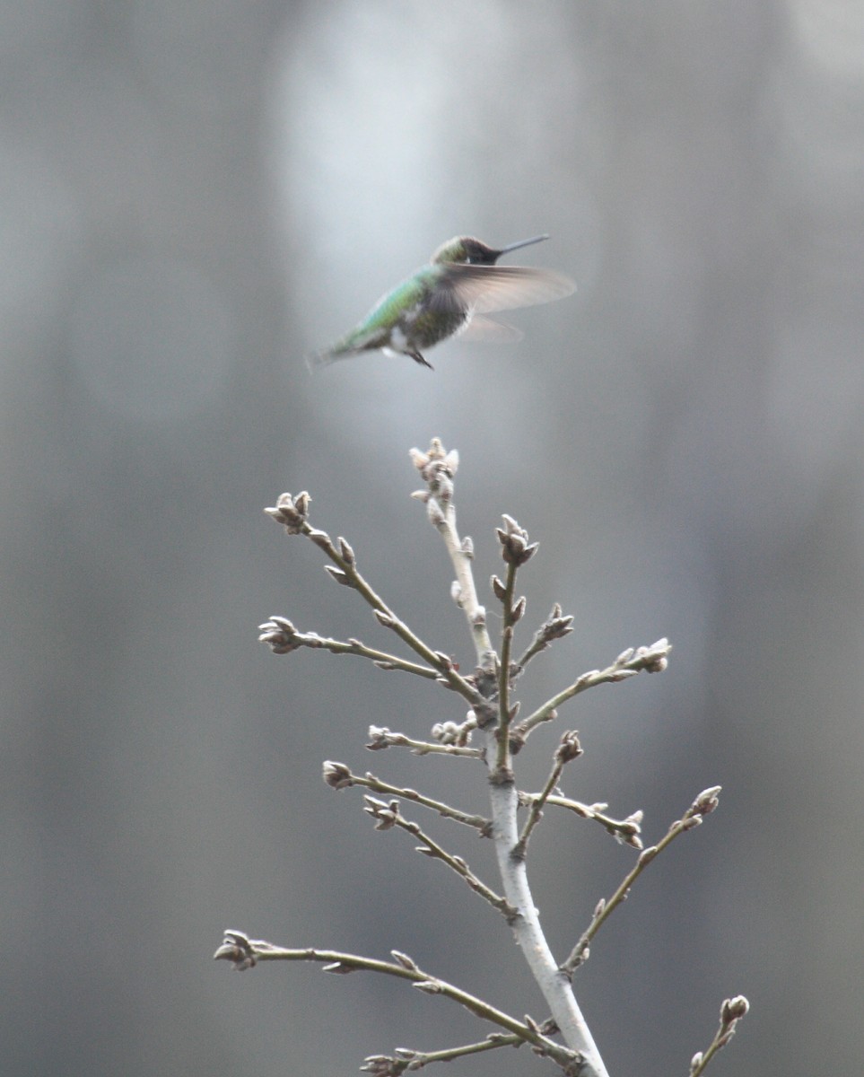 Anna's Hummingbird - ML647061237