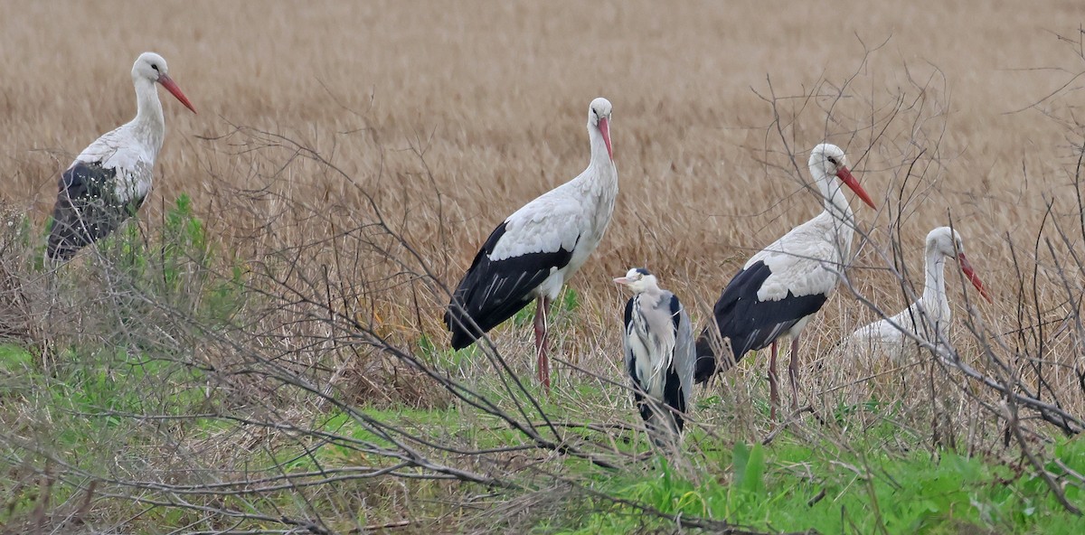 シュバシコウ - ML647061247