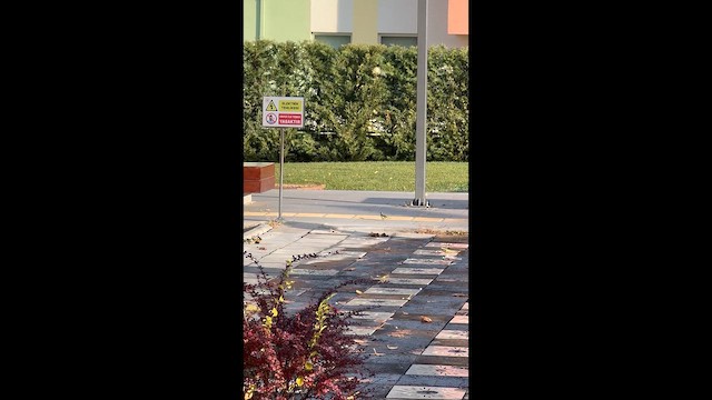 Buztanikara horia - ML647061249