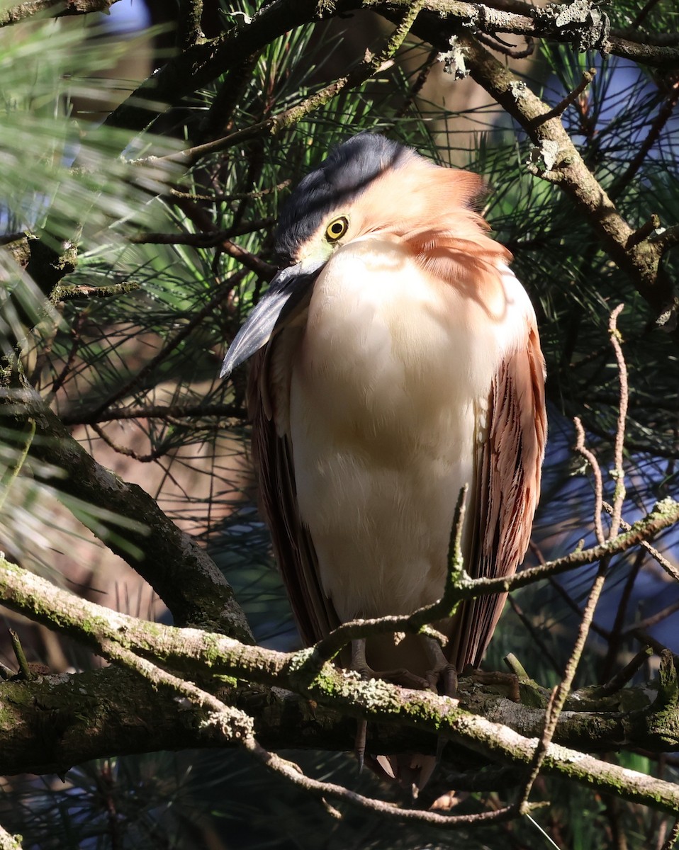 Nankeen Night Heron - ML647061256