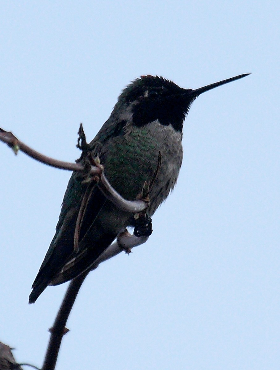 Anna's Hummingbird - ML647061264