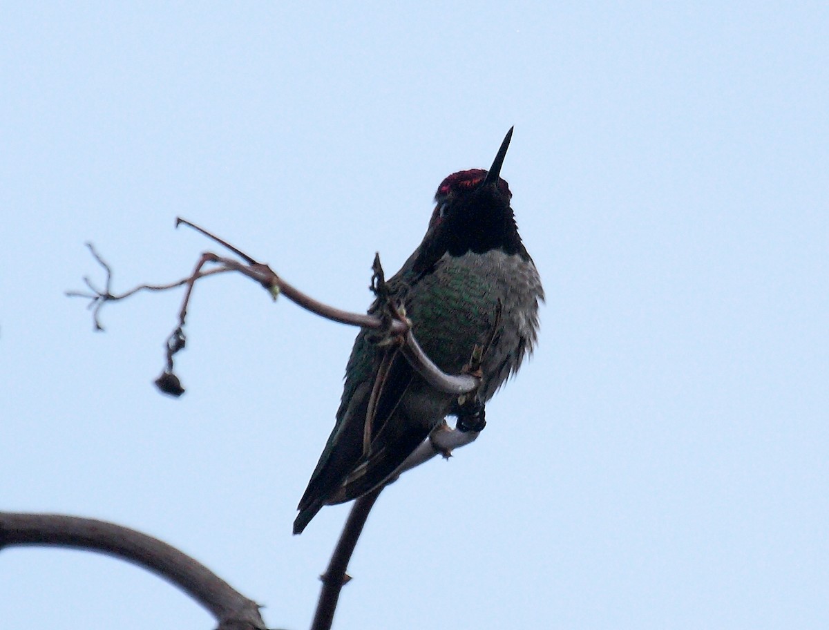 Anna's Hummingbird - ML647061265