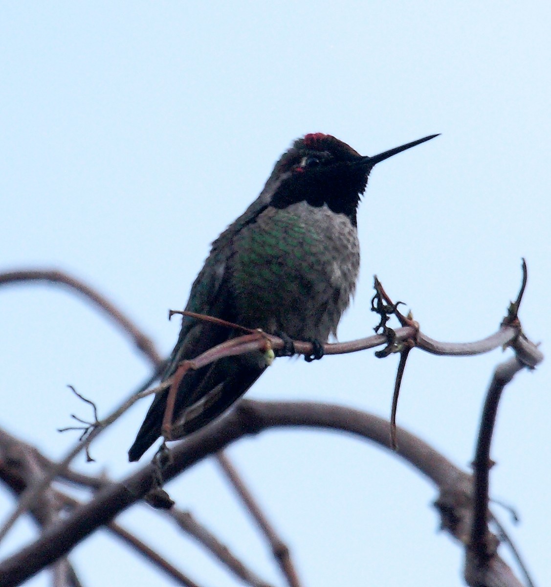 Anna's Hummingbird - ML647061266