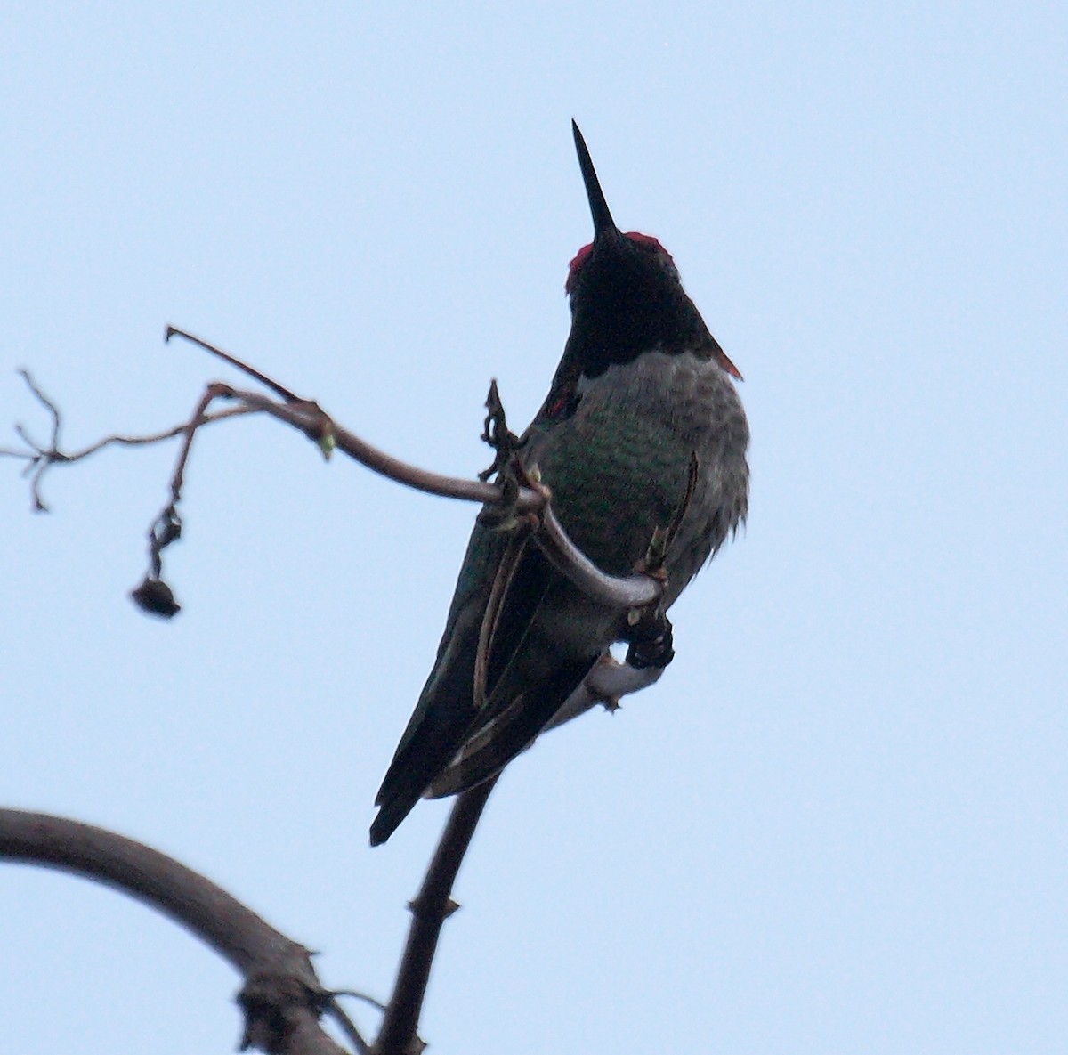 Anna's Hummingbird - ML647061267