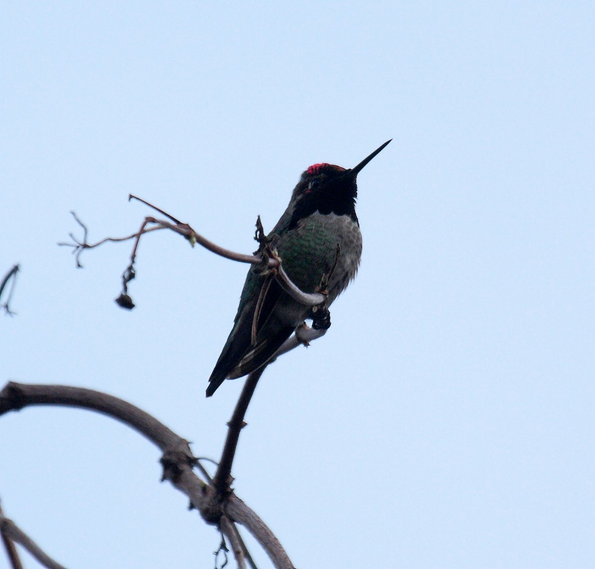 Anna's Hummingbird - ML647061268