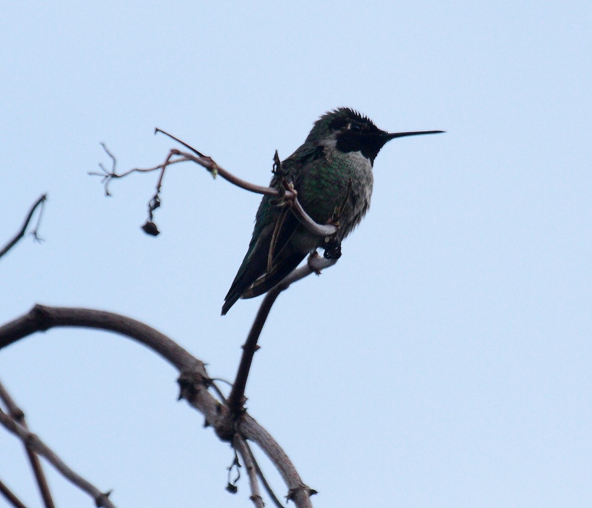 Anna's Hummingbird - ML647061269