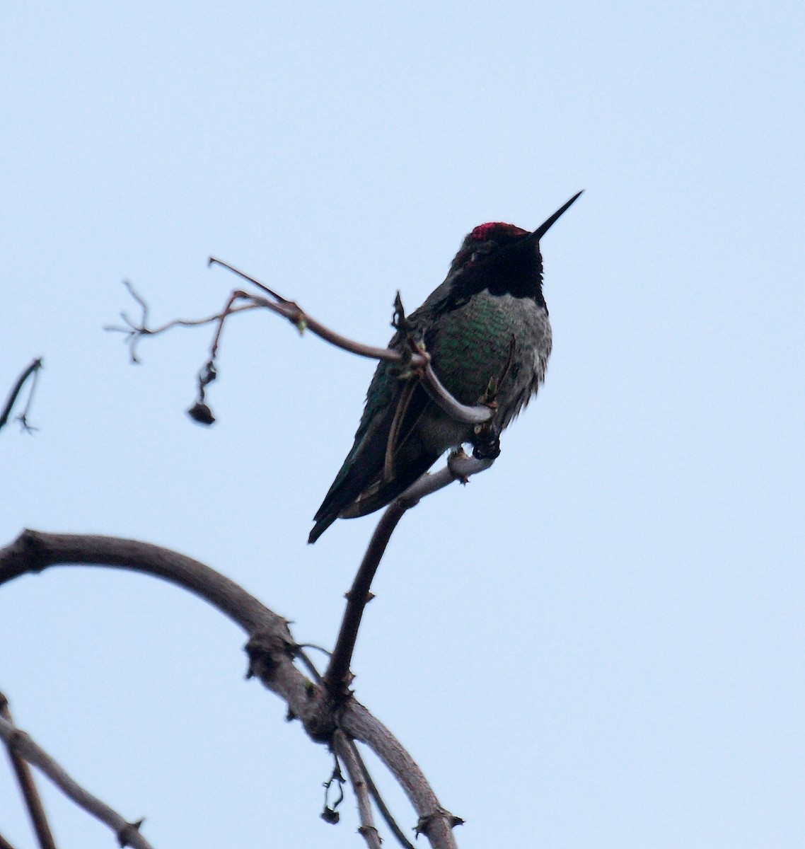 Anna's Hummingbird - ML647061271