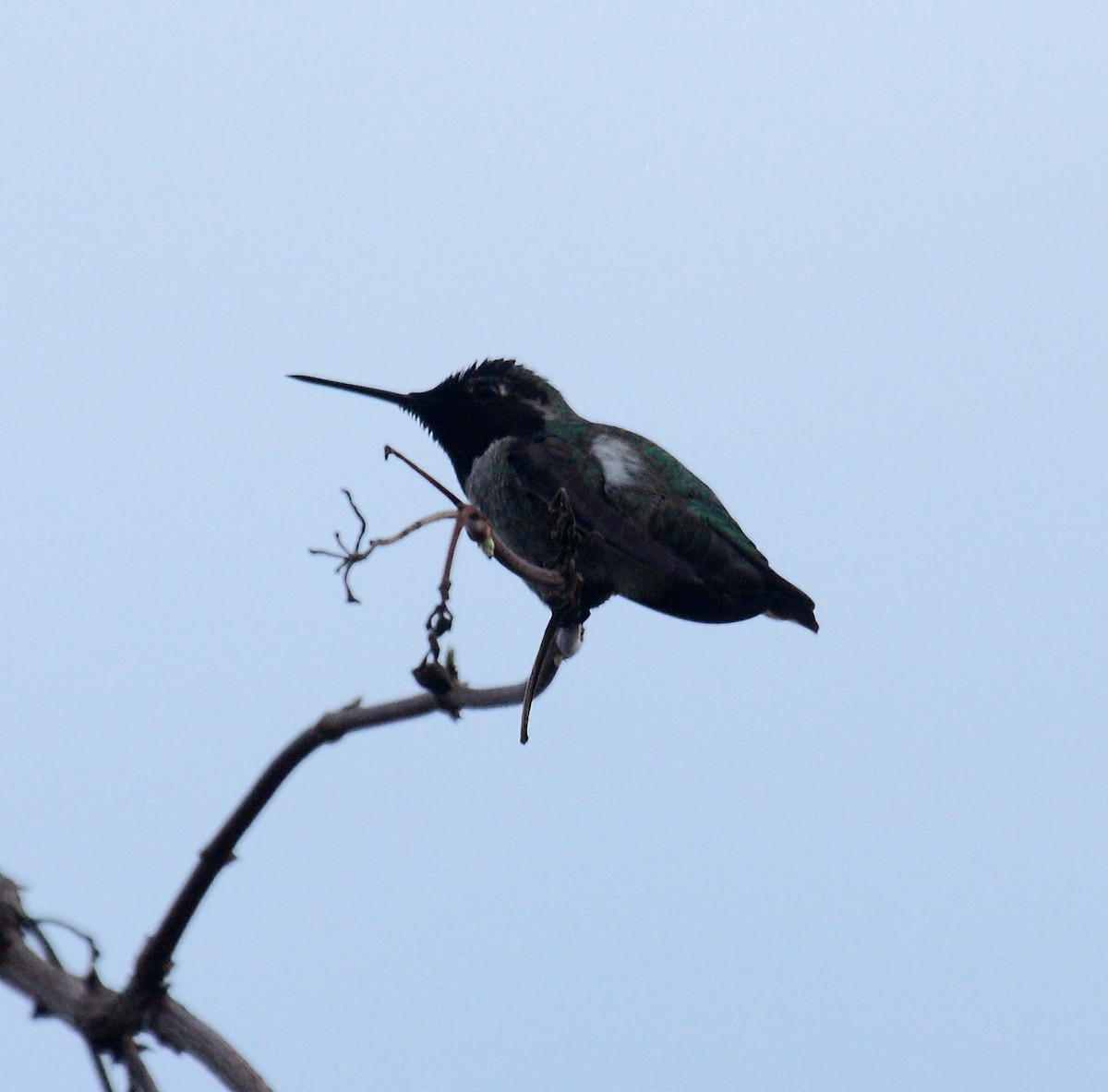 Anna's Hummingbird - ML647061272