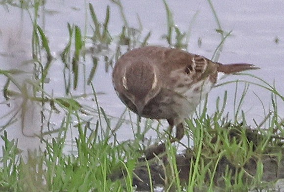 サメイロタヒバリ - ML647061275