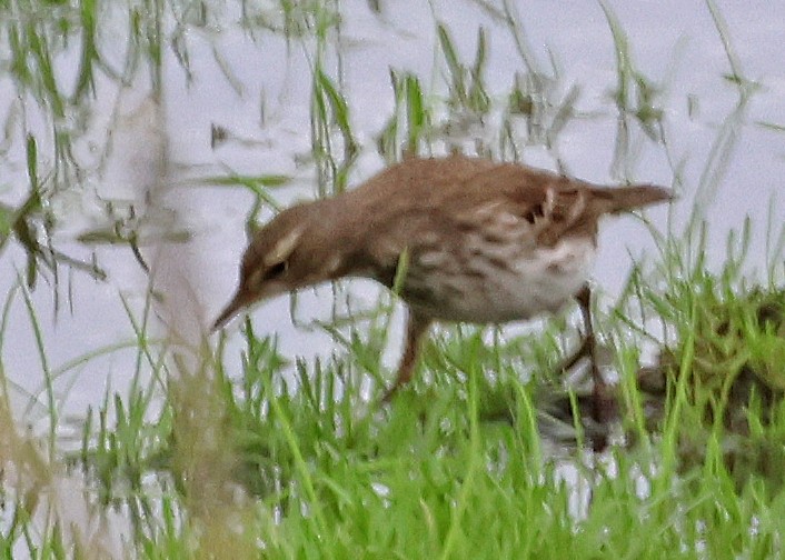 サメイロタヒバリ - ML647061276