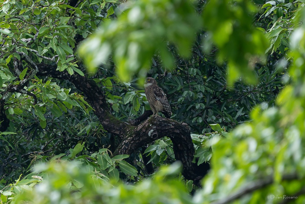 Brown Fish-Owl - ML647061283