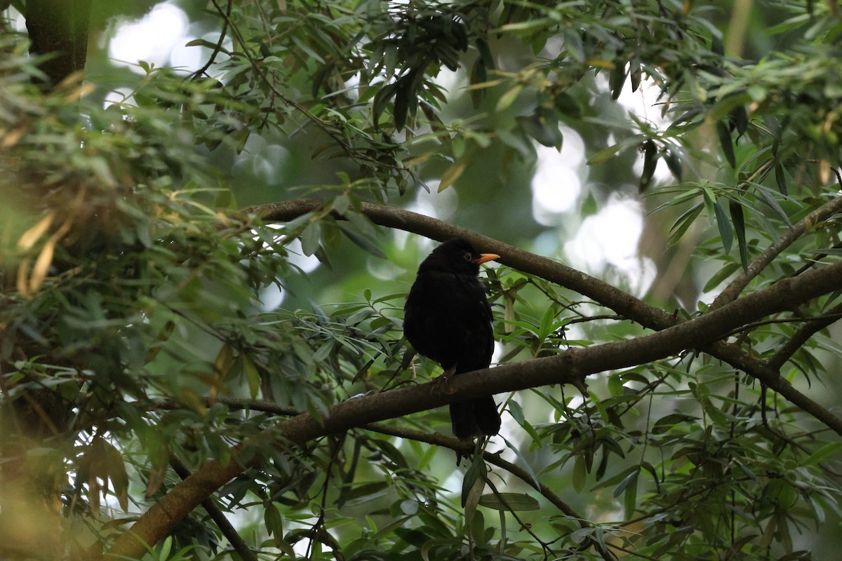 Eurasian Blackbird - ML647061284