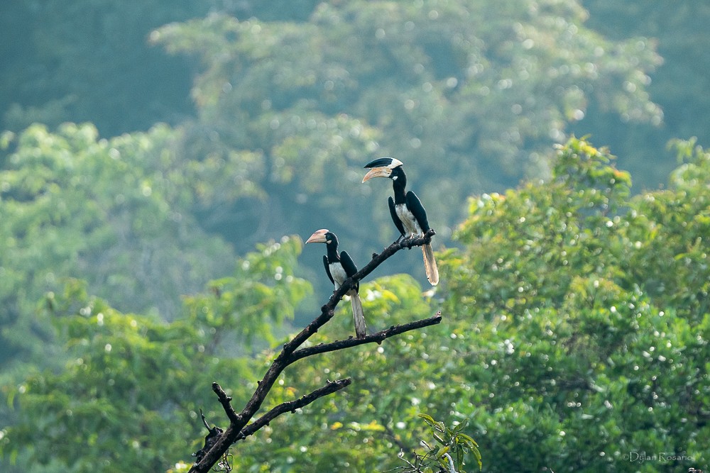 Malabar Pied-Hornbill - ML647061285