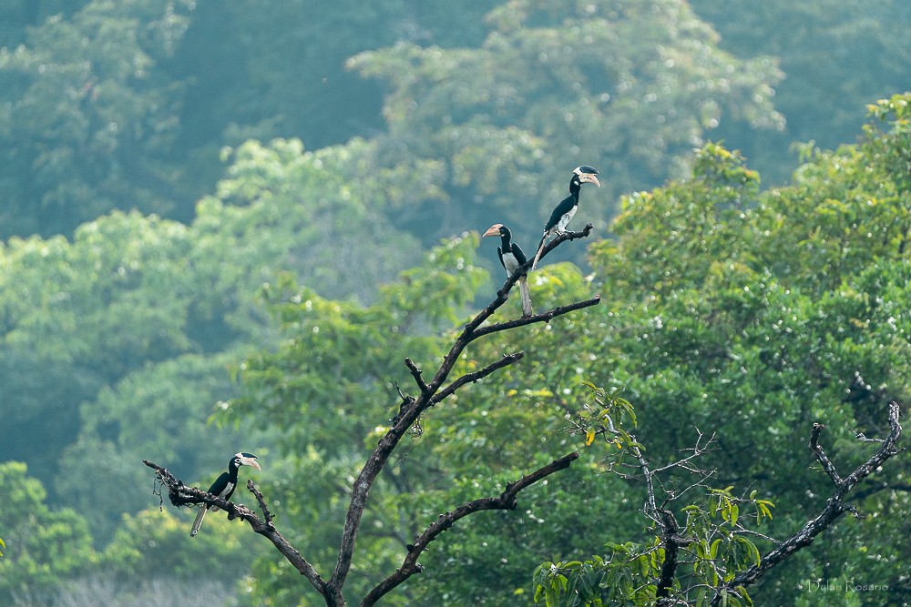 Malabar Pied-Hornbill - ML647061286